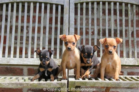 dwerg pinscher pups - 2