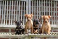 dwerg pinscher pups - 3 - Thumbnail