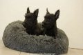 schotse terrier pups - 1 - Thumbnail