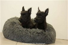 schotse terrier pups