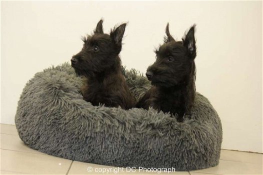 schotse terrier pups - 2