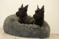 schotse terrier pups - 2 - Thumbnail