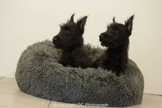 schotse terrier pups - 3