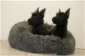 schotse terrier pups - 3 - Thumbnail