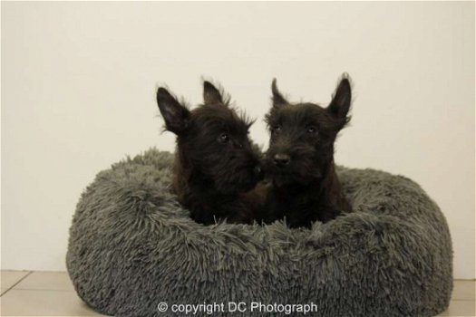 schotse terrier pups - 4