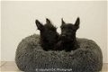 schotse terrier pups - 4 - Thumbnail