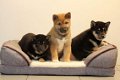 shiba inu pups - 1 - Thumbnail