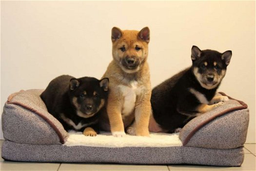 shiba inu pups - 3