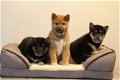 shiba inu pups - 5 - Thumbnail