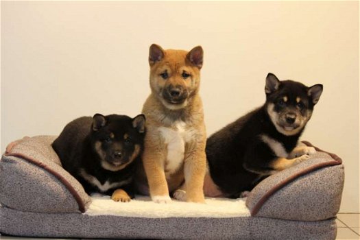 shiba inu pups - 7