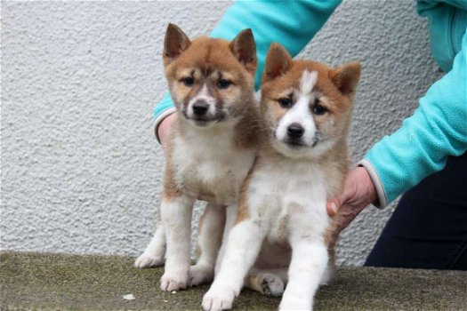 shiba inu pups - 6