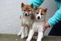 shiba inu pups - 6 - Thumbnail