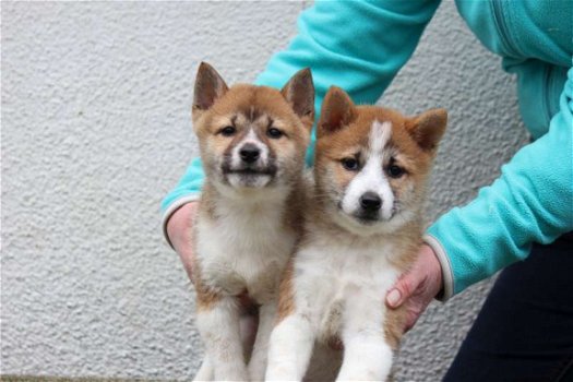 shiba inu pups - 4