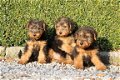 welsh terrier pups - 1 - Thumbnail