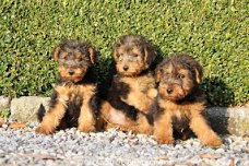 welsh terrier pups