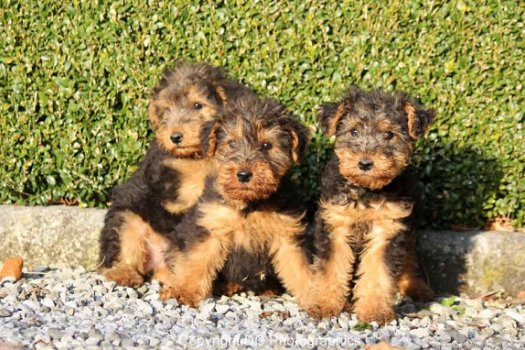 welsh terrier pups - 2
