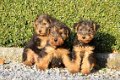 welsh terrier pups - 2 - Thumbnail