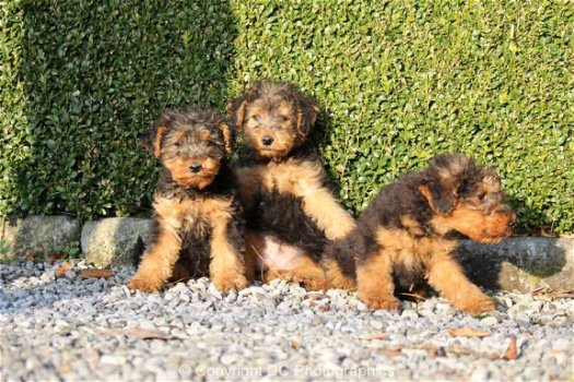 welsh terrier pups - 3