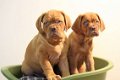 bordeauxdog pups - 1 - Thumbnail