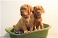 bordeauxdog pups - 3 - Thumbnail