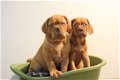 bordeauxdog pups - 4 - Thumbnail