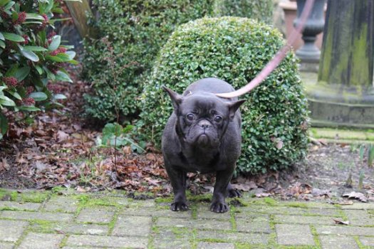 franse bulldog vrouwtje zoekt nieuwe thuis - 1