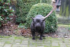 franse bulldog vrouwtje zoekt nieuwe thuis