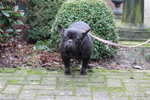 franse bulldog vrouwtje zoekt nieuwe thuis - 3