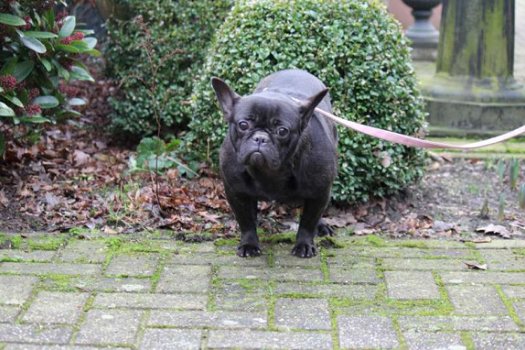 franse bulldog vrouwtje zoekt nieuwe thuis - 5