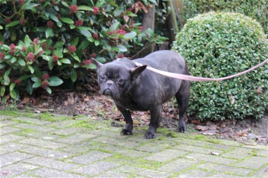 franse bulldog vrouwtje zoekt nieuwe thuis - 6