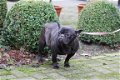 franse bulldog vrouwtje zoekt nieuwe thuis - 7 - Thumbnail