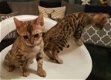 Kwaliteit Bengaalse Kittens voor adoptie - 1 - Thumbnail