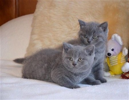 Blauwe Britse korthaar kittens beschikbaar. - 1