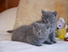 Blauwe Britse korthaar kittens beschikbaar.