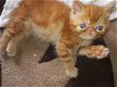Exotische stamboom Gccf geregistreerde kittens - 1 - Thumbnail