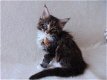 Mooie Maine Coon-katjes, - 1 - Thumbnail