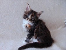 Mooie Maine Coon-katjes,