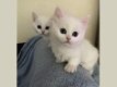 Munchkin Kittens geregistreerd, - 1 - Thumbnail