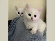 Munchkin Kittens geregistreerd,