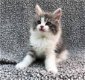 Authentieke Ragamuffin-kittens voor adoptie - 1 - Thumbnail