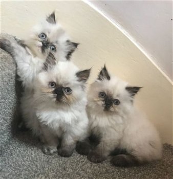 Stamboom Perzische kittens klaar voor herplaatsing - 1
