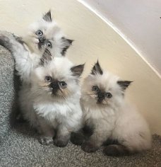 Stamboom Perzische kittens klaar voor herplaatsing