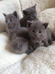 Russische blauwe kittens beschikbaar klaar voor herhuisvesting - 1