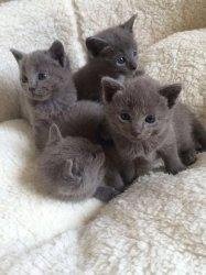 Russische blauwe kittens beschikbaar klaar voor herhuisvesting