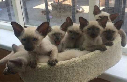 Leuke Siamese kittens beschikbaar. - 1
