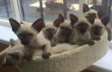 Leuke Siamese kittens beschikbaar. - 1 - Thumbnail
