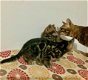 Bengaalse kittens beschikbaar....., - 1 - Thumbnail
