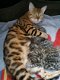 Bengaalse kittens beschikbaar..... - 1 - Thumbnail