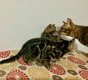Bengaalse kittens beschikbaar....... - 1 - Thumbnail