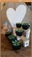 Cactus in pot voor modern poppenhuis - 1 - Thumbnail